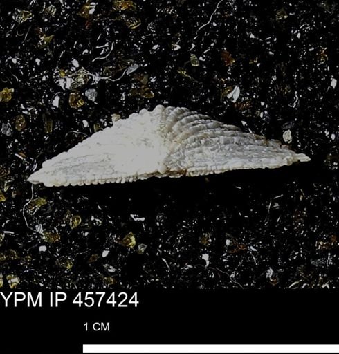 Stropheodonta sp.