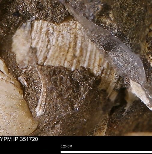 undet. Bivalvia