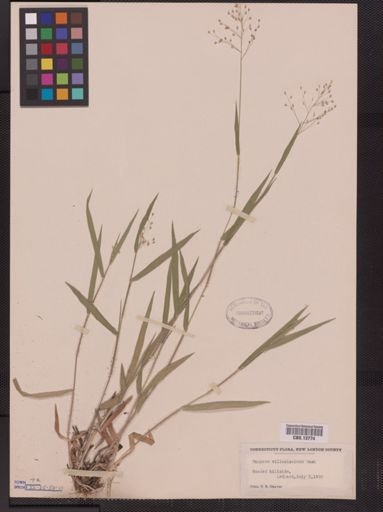 Panicum villosissimum
