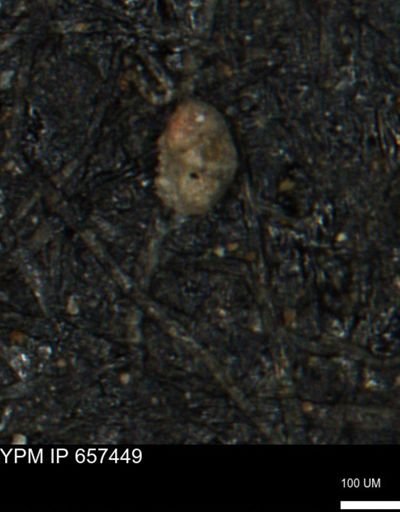 Alveolophragmium linki