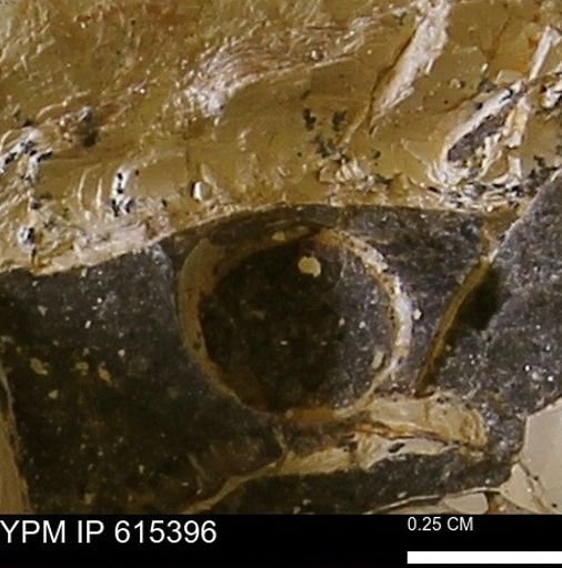 undet. Scaphopoda