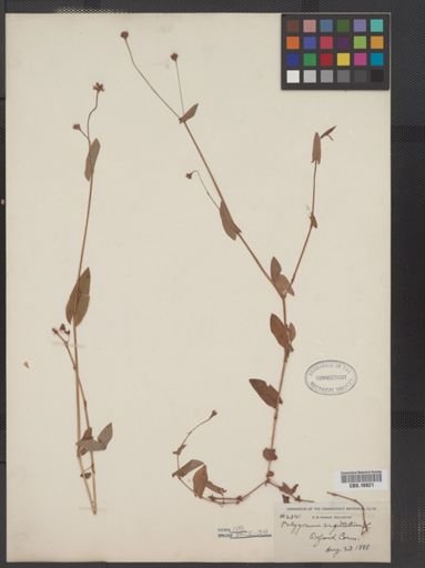 Polygonum sagittatum