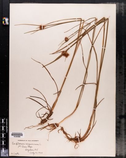 Eriophorum virginicum