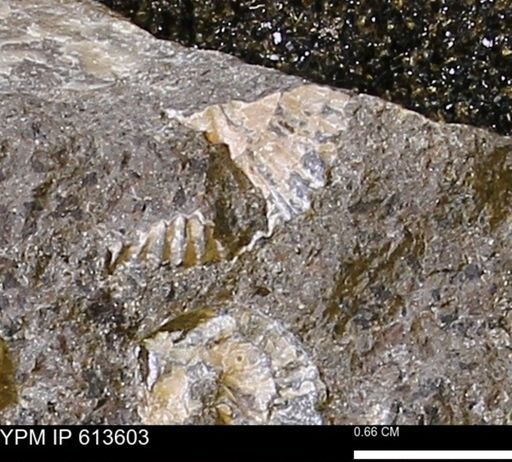 Scaphites sp.