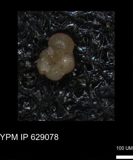 undet. Rugoglobigerinidae