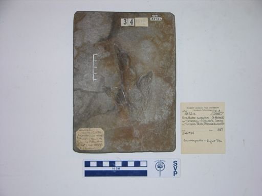 Grallator cuneatus