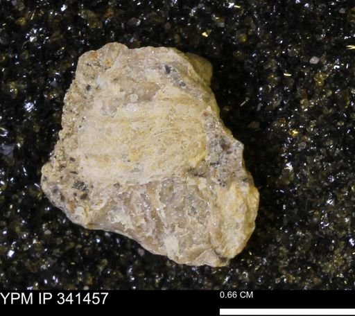 Scaphites sp.