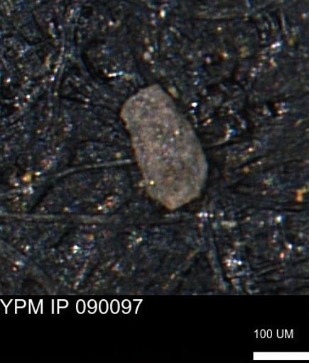 Miliammina sp.