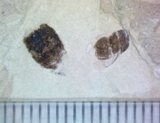 Coleoptera?