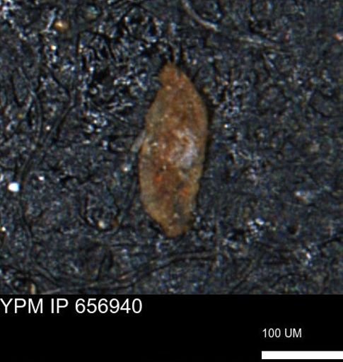 Miliammina cf. sproulei