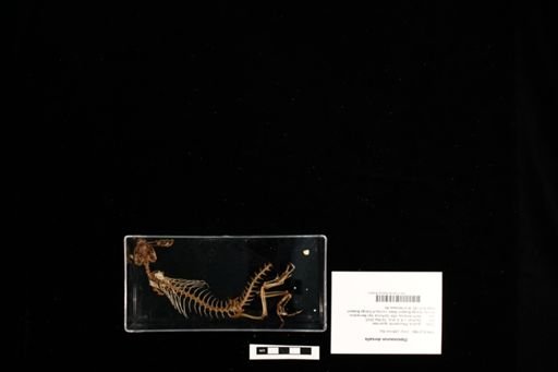 Dipsosaurus dorsalis