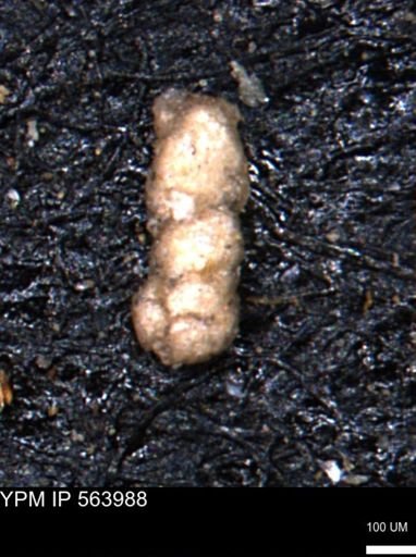 Ammobaculites obliquus