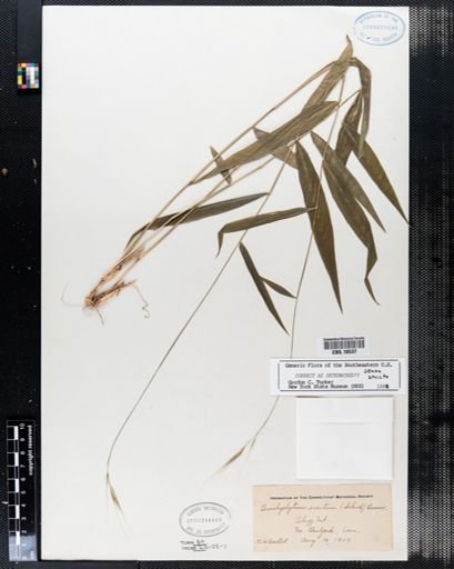 Brachyelytrum erectum