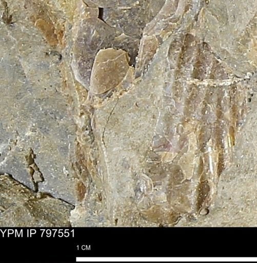 undet. Scaphitidae