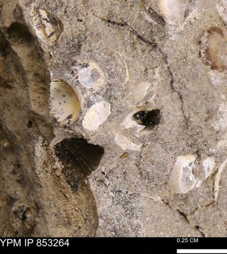 Protocardia?