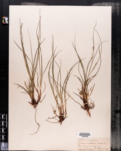 Carex vaginata