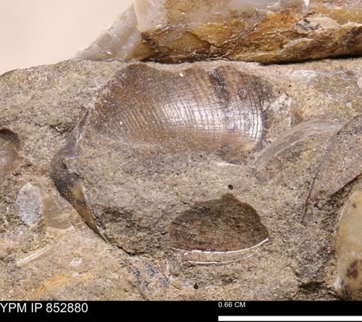 Limopsis striatopunctatus