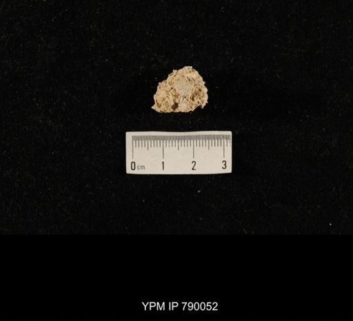 undet. Brachiopoda; shell hash with