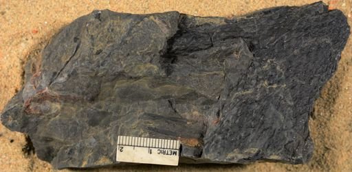 Lepidodendron sp.