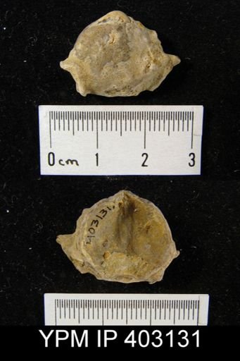 Composita trinuclea