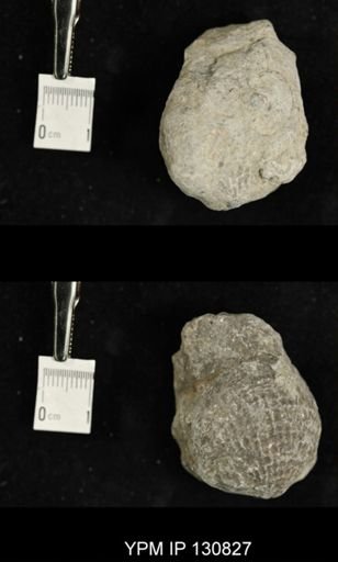 Spinatrypa spinosa