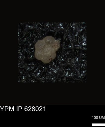 undet. Foraminiferida