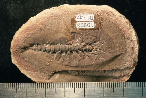 Acanthotelson stimpsoni