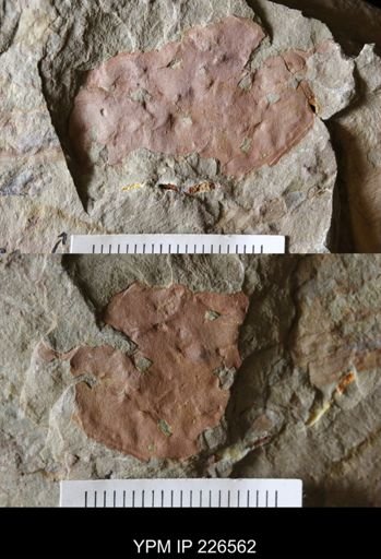 undet. Arthropoda