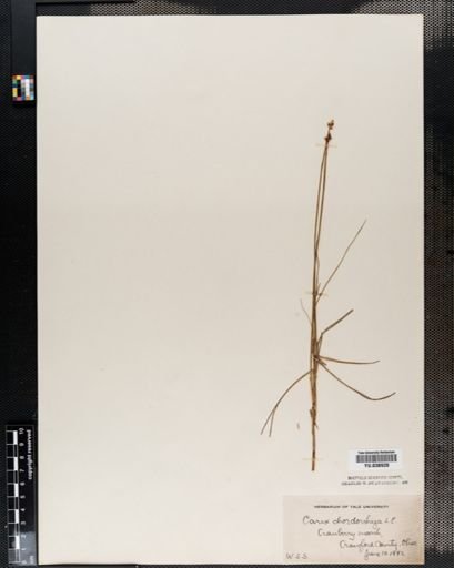 Carex chordorrhiza