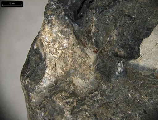 Aplocoma damesii