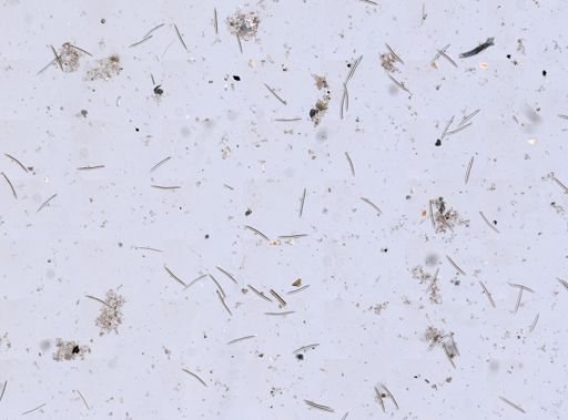 Haliclonidae
