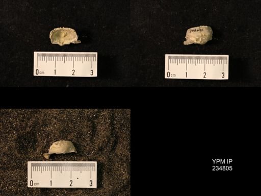 Marginifera wabashensis var. armata