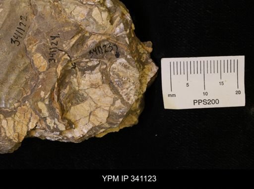 Scaphites sp.