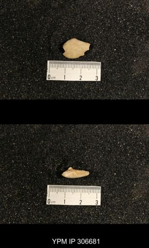 Phestia bellistriata