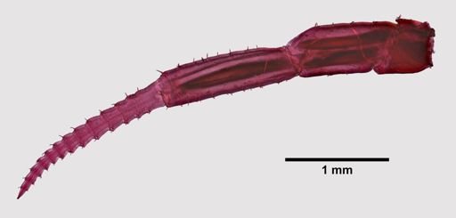 Orchestia agilis