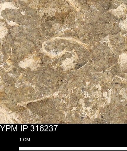 undet. Mollusca