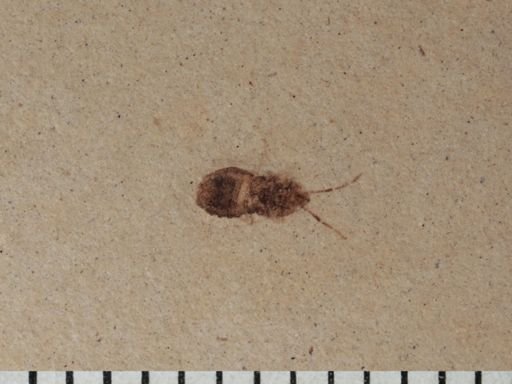 undet. Heteroptera