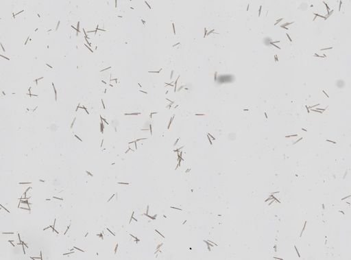Agelas cf. dispar