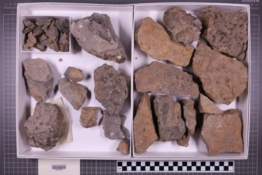 mixed taxa, stratigraphic collection