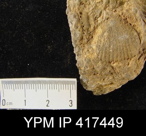 Uncinulus vellicatus