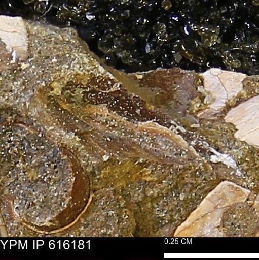Protocardia subquadrata