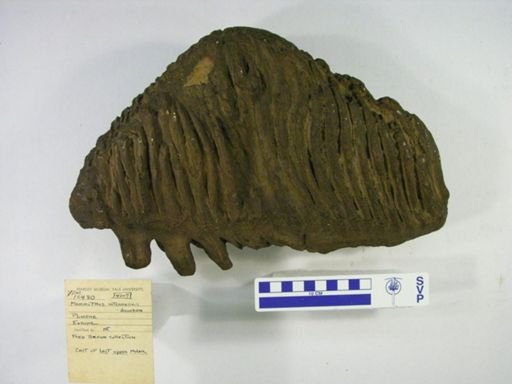 Elephas intermedius