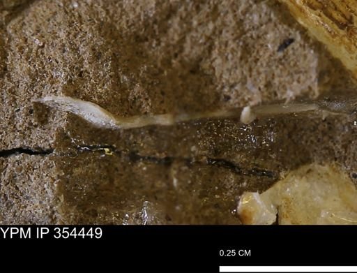 undet. Mollusca