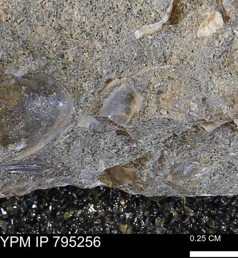 undet. Bivalvia