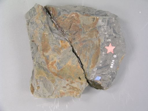 Casea membranacea