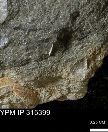 undet. Mollusca