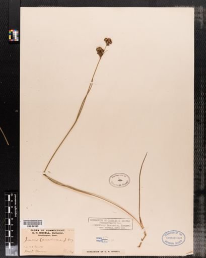 Juncus canadensis
