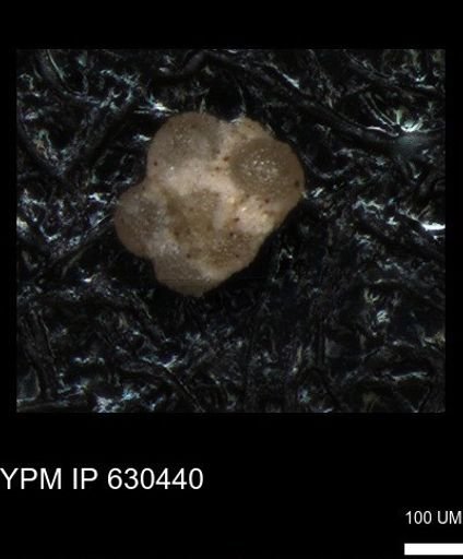 undet. Rugoglobigerinidae