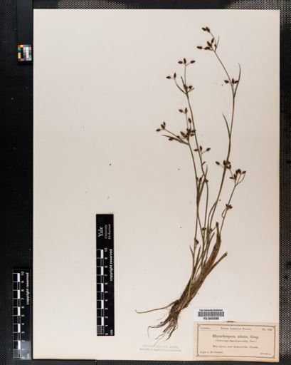 Rhynchospora nitens