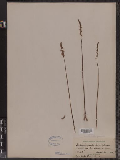 Ibidium gracile